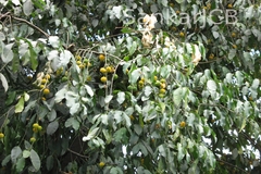Garcinia cambogia